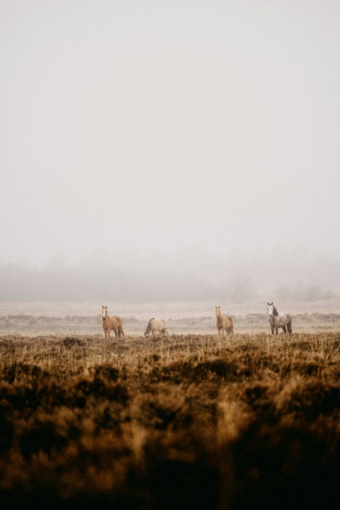 a herd of cattle standing on top of a dry grass field