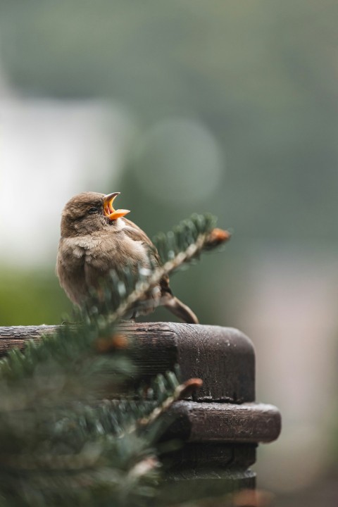 a small bird perched on top of each other