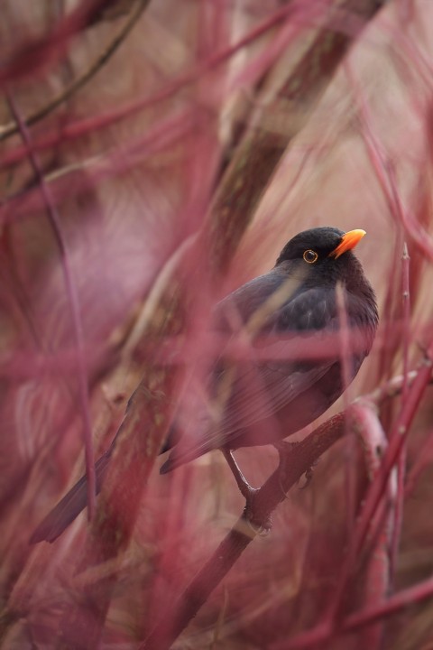 a small black bird sitting on a tree branch ALlE