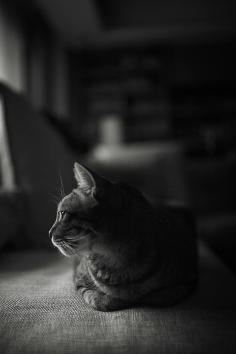 silver tabby cat on gray textile