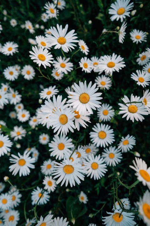 a bunch of white flowers with yellow centers T2k