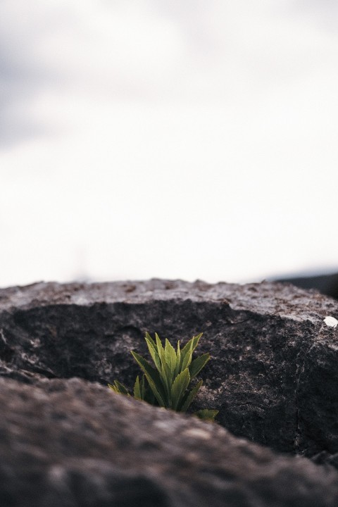 green plant on brown rock