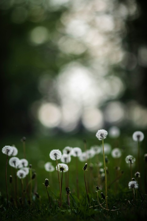 white dandelion in close up photography