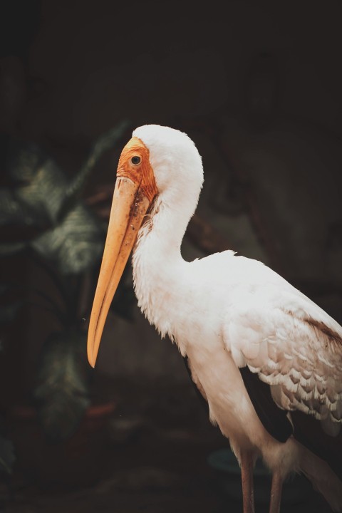 white stork in close up photography KkxFYU5