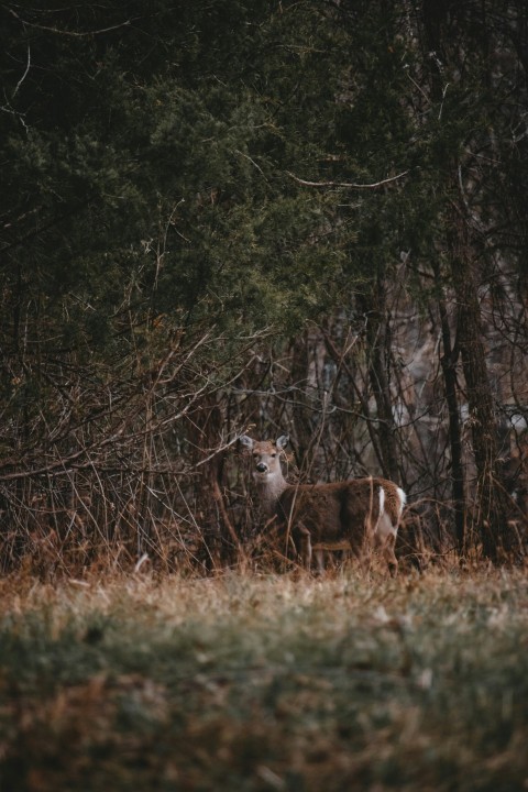 selective focus photography of deer