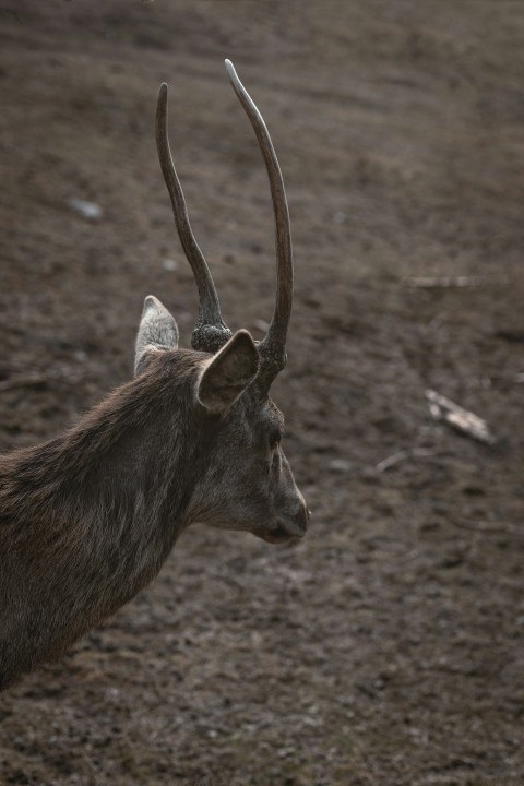 closeup photo of brown deer