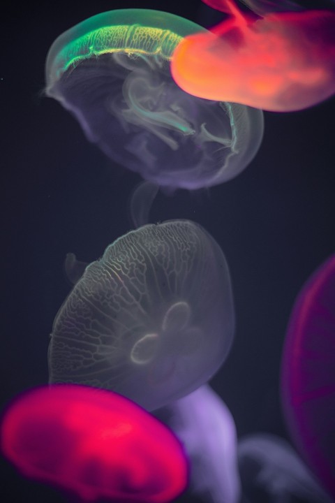 pink and white jellyfish in water