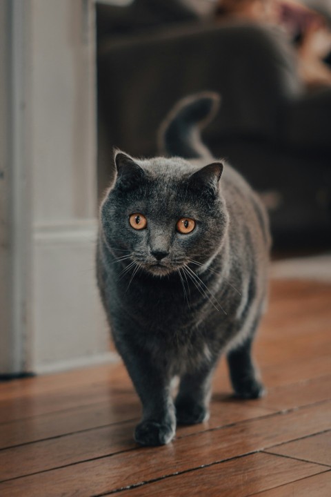 russian blue cat on brown wooden floor mD0vTZS2x