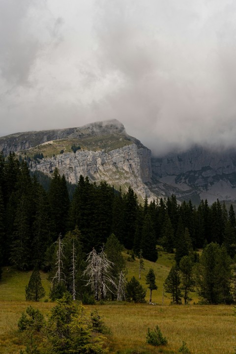 a forest with a mountain in the background