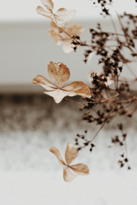 brown leaves on brown stem