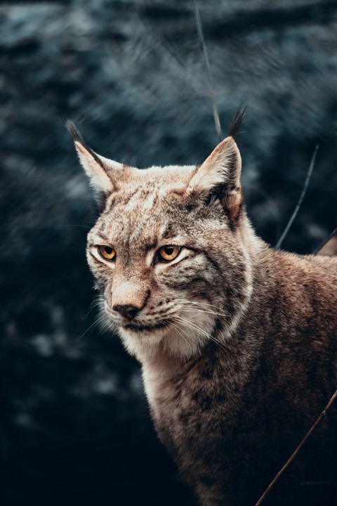 a close up of a cat near a body of water