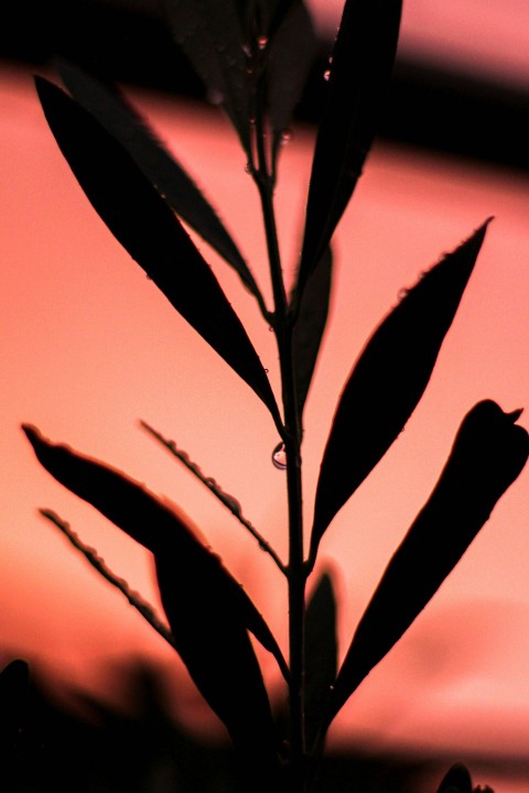 a close up of a plant