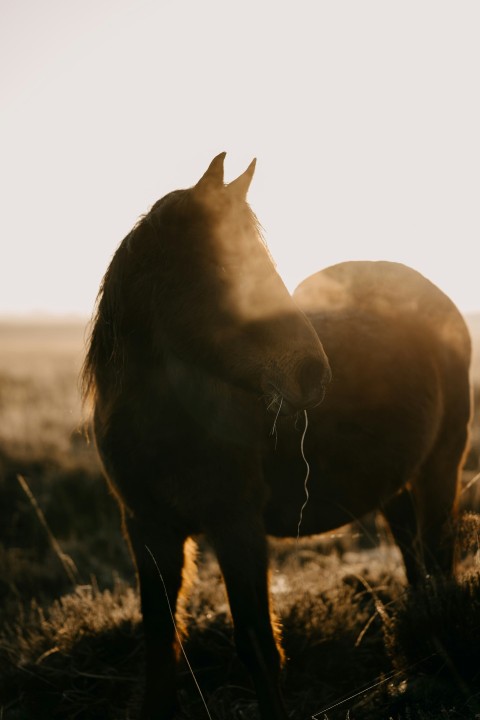 a couple of horses standing on top of a dry grass field WrImO