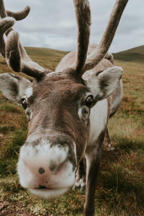 a close up of a deers face on a grassy field