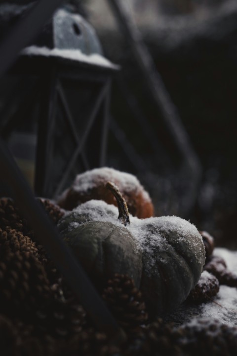 macro photography of squash