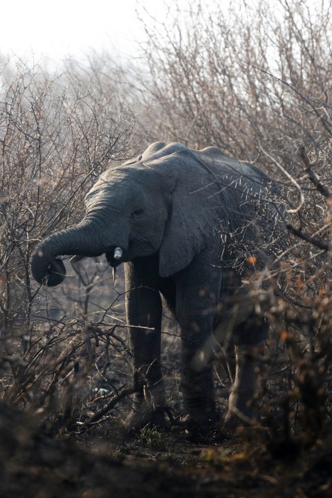 an elephant standing in the middle of a forest