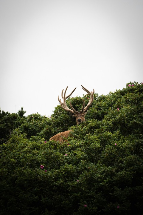 brown deer on green grass during daytime