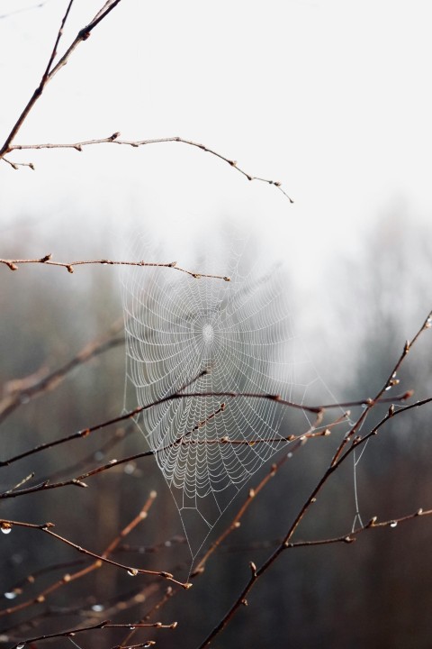 spider web on brown tree branch