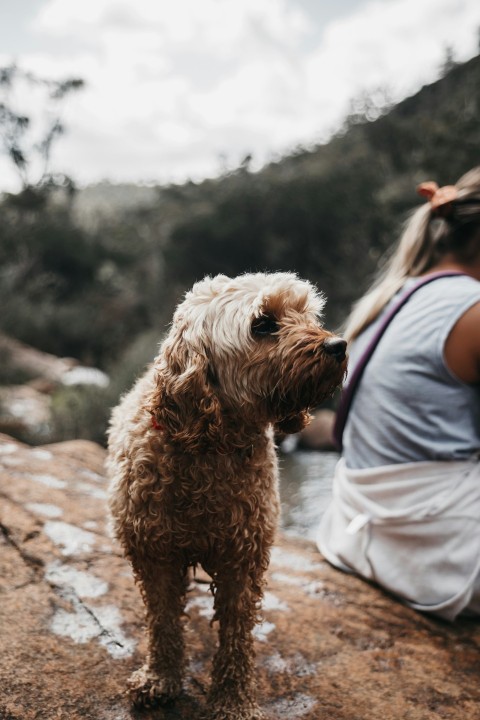 short coat brown dog