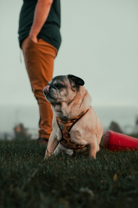 fawn pug puppy on green grass field during daytime