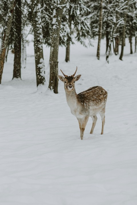 a deer in the snow GQpKq