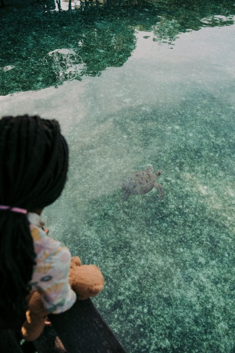 a little girl looking at a turtle in the water Q