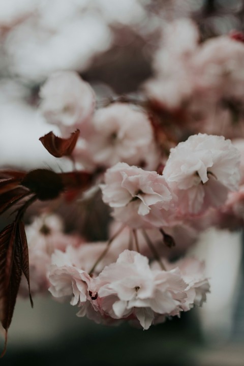 close up photo of pink petaled flower