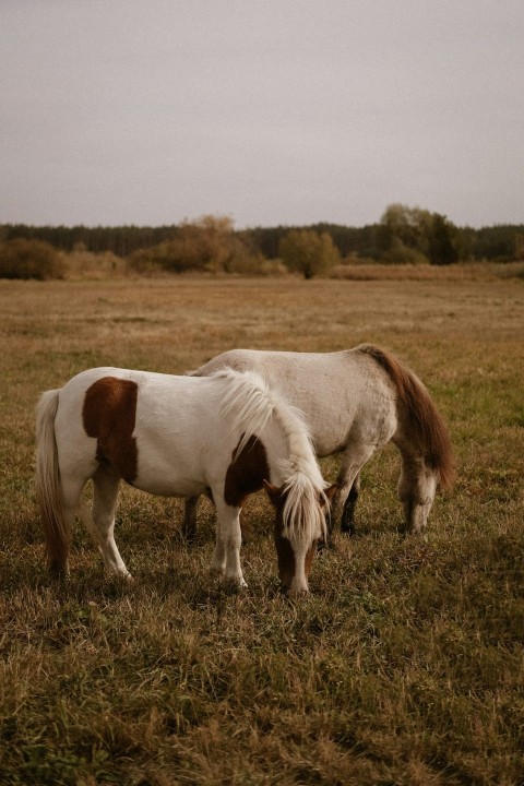 white and brown horse on green grass field during daytime