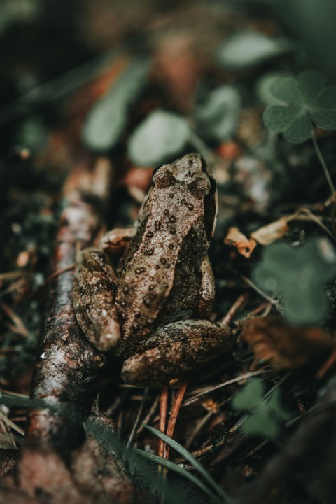 brown frog on grass