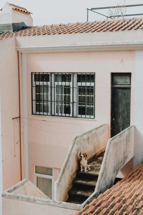 a dog sitting on the steps of a building