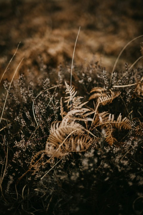 a bunch of plants that are in the grass