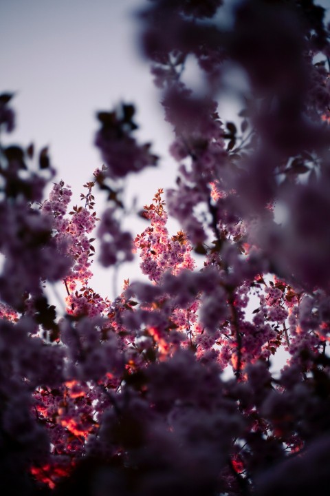 purple petaled flower