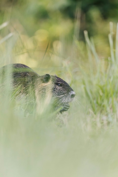 a small otter in the grass rNJP5C