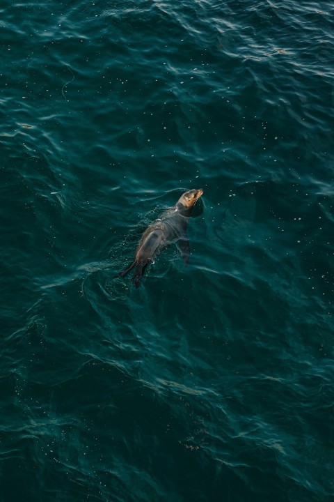 black and white dolphin in water