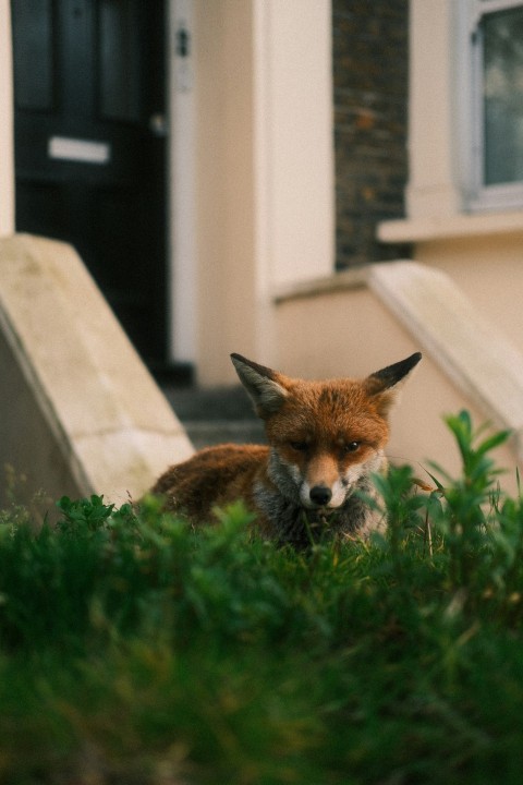 a red fox sitting in the grass in front of a house nV