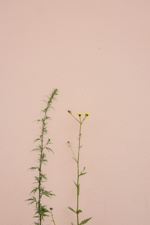 yellow flower with green leaves