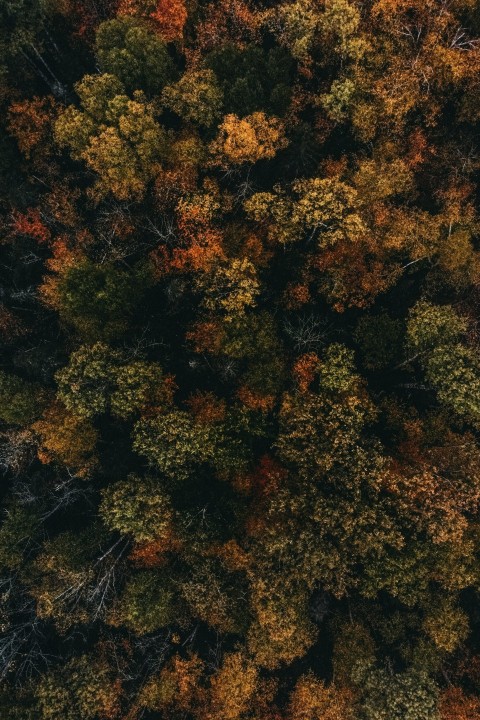 an aerial view of a forest with lots of trees