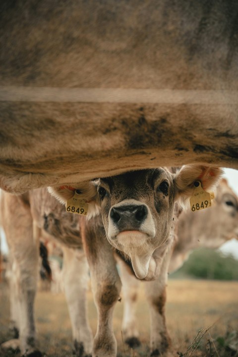 a cow with a yellow tag