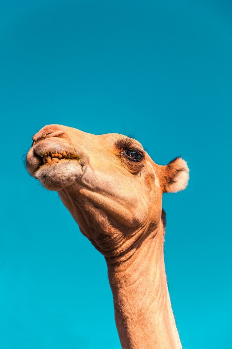 camels head under clear sky