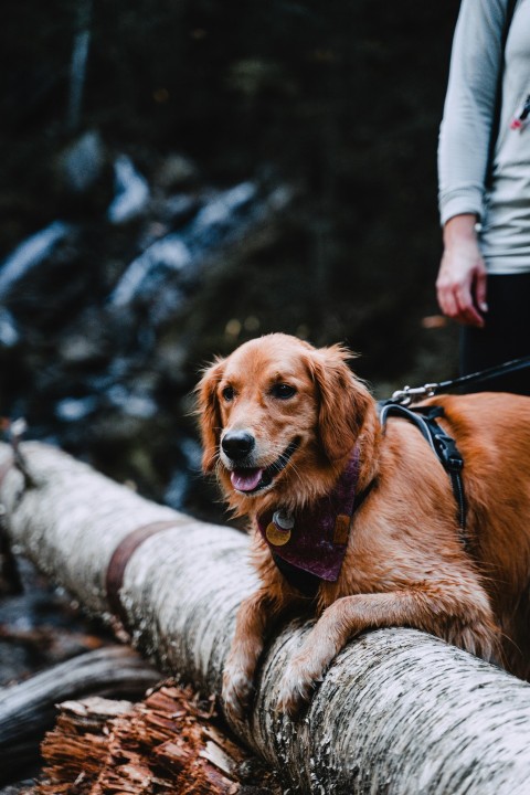 a dog is sitting on a log in the woods