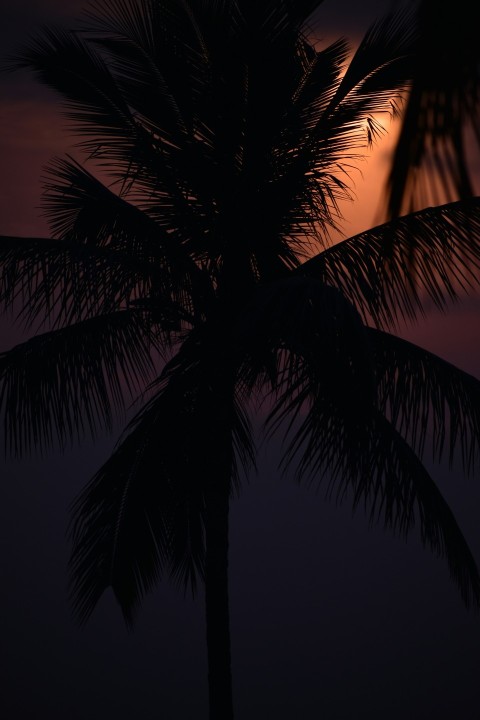 palm tree under blue sky during daytime 1C_fT