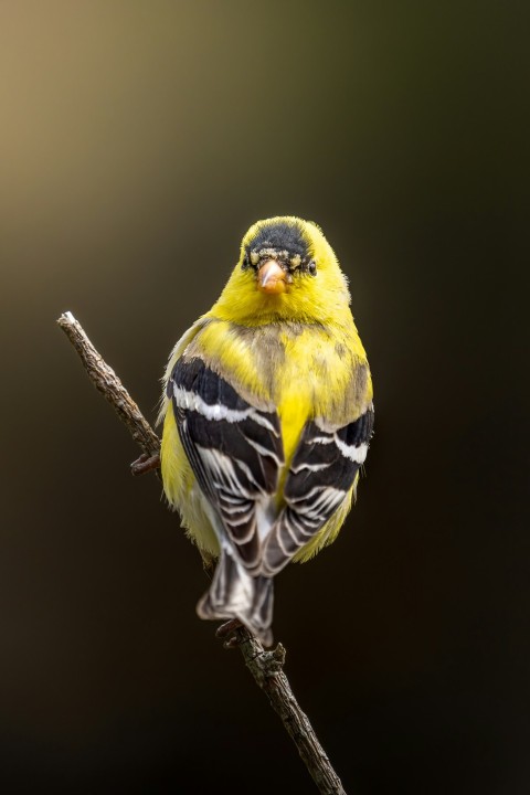 a bird on a branch