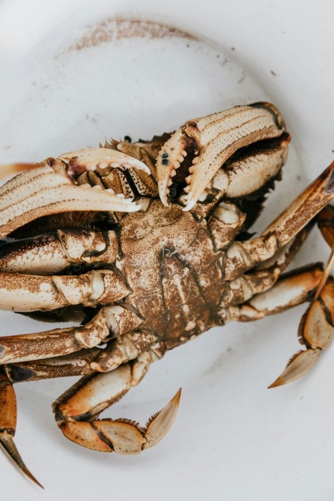 white and brown crab in container