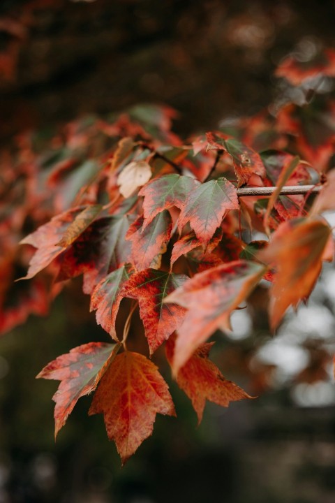 red and green leaves in tilt shift lens