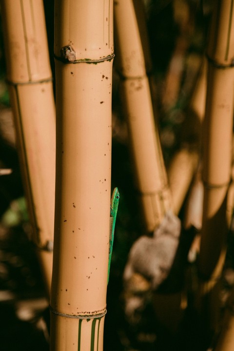 green lizard on bamboo