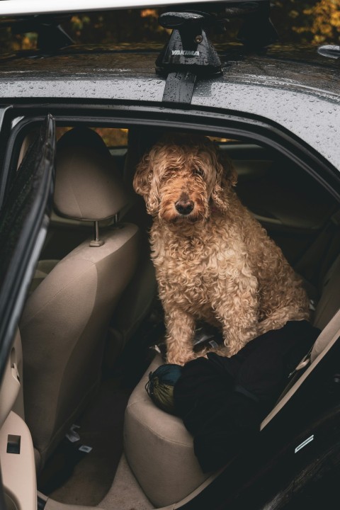 curly haired brown dog inside vehicle