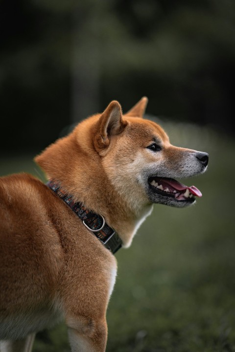 brown and white short coated dog