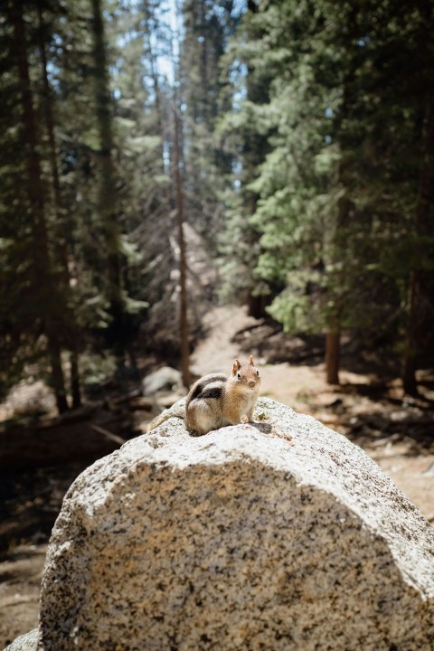 two squirrels on a rock