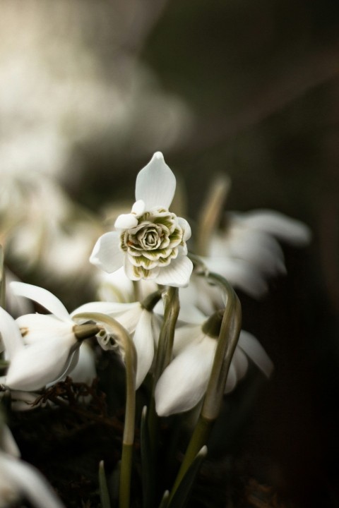 white flower in tilt shift lens