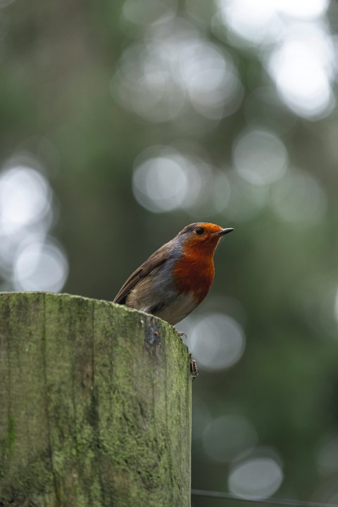 orange brown and gray bird perched on post during day